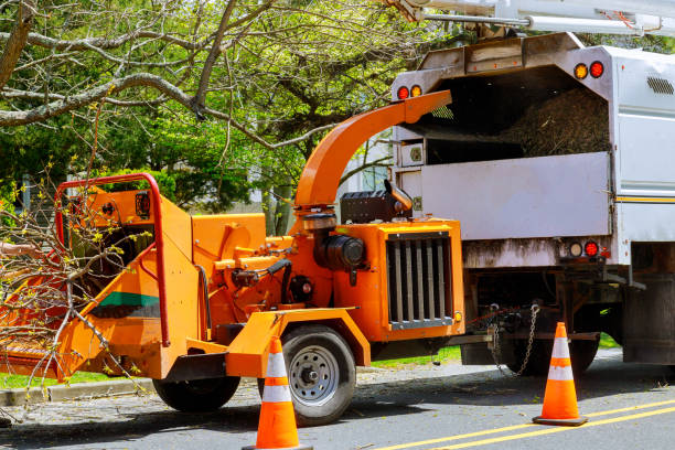 Best Commercial Tree Services  in Versailles, IN